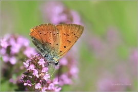 <p>OHNIVÁČEK CELÍKOVÝ (Lycaena virgaureae) ---- /Scarce copper - Dukatenfalter/</p>